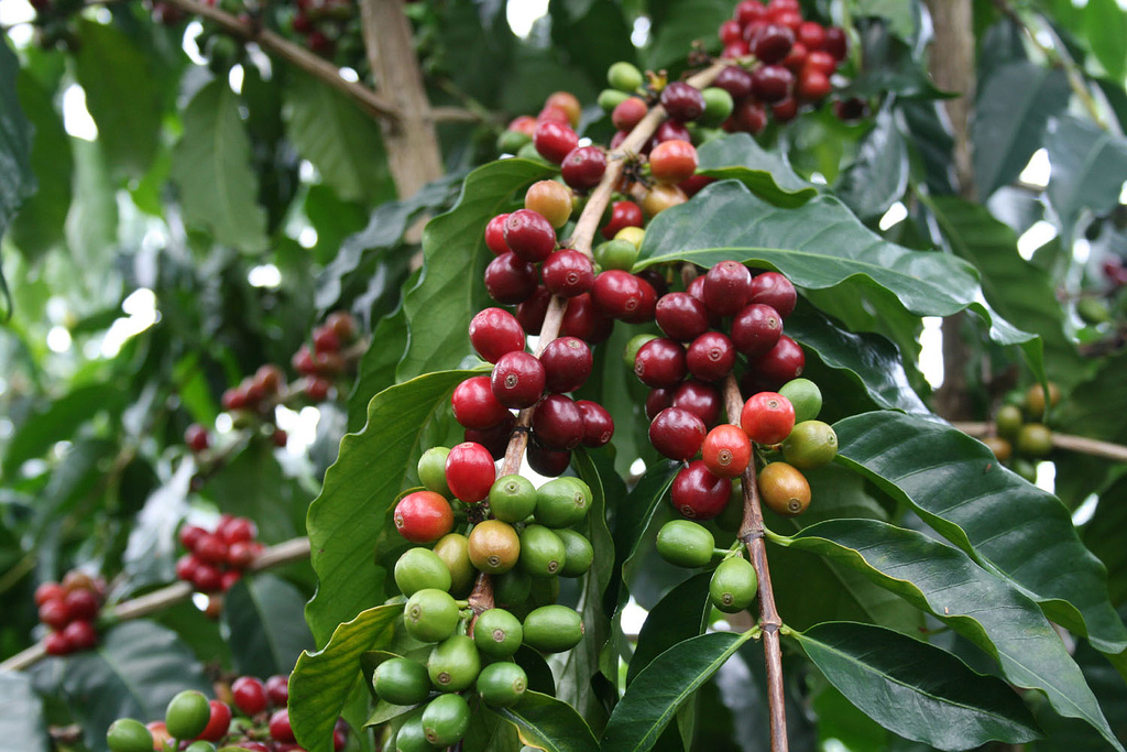 The Story of Coffee. From Kaldi's Magic Beans to Fair Trade Organic