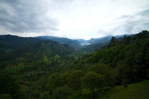 A Coffee Plantation in the Mountains