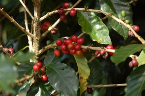 A Coffee Plant