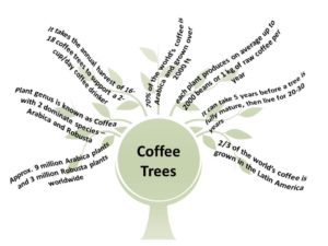 Coffee Trees Fun Facts by Trees Organic Coffee