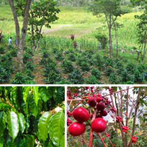 Chiapas Coffee Growing - Trees Organic Coffee